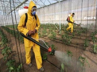 INVERNADERO PESTICIDA  LABRANZA